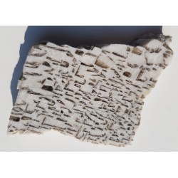 Plaster kamienia hebrajskiego z Piławy Grn.