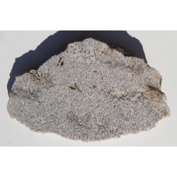 Plaster kamienia hebrajskiego z Piławy Grn.