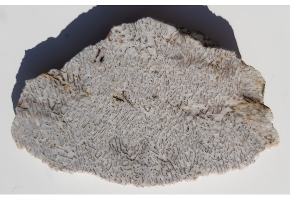 Plaster kamienia hebrajskiego z Piławy Grn.