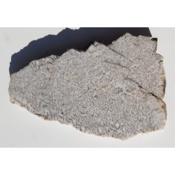 Plaster kamienia hebrajskiego z Piławy Grn.