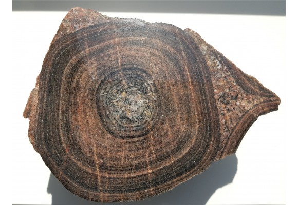 Duży okaz granitu orbikularnego z Finlandii