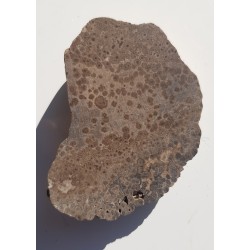 Drewno skrzemieniałe z aluwiów Ścinawki