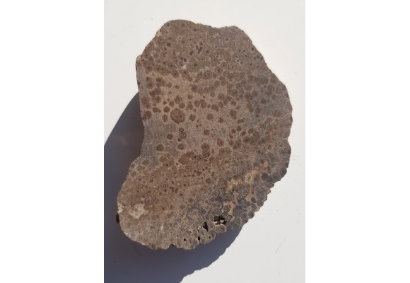 Drewno skrzemieniałe z aluwiów Ścinawki