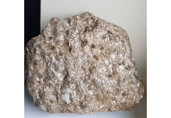 Duża płyta łupku łyszczykowego z granatami