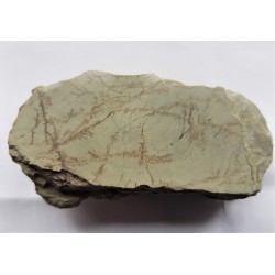 Polerowany łupek niebieski z olistostromy Jędrzychowic