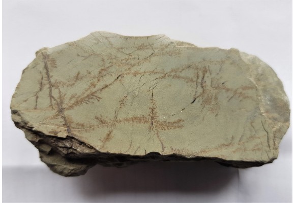 Polerowany łupek niebieski z olistostromy Jędrzychowic