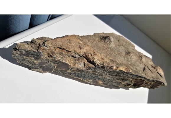 Polerowana płyta łupku z wielkimi granatami