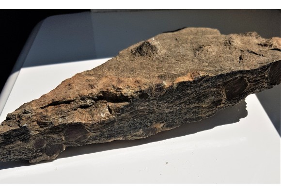 Polerowana płyta łupku z wielkimi granatami