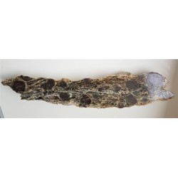 Polerowany łupek z wielkimi granatami