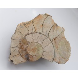 Eauspidoceras z okolic Krakowa