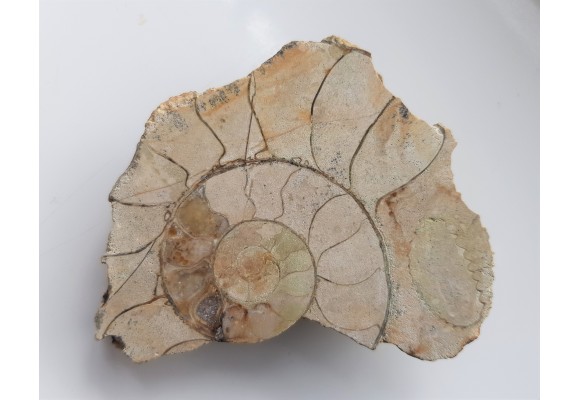 Eauspidoceras z okolic Krakowa