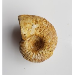 Amonit Macrocephalites z Czatkowic