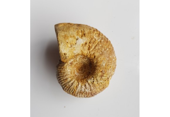 Amonit Macrocephalites z Czatkowic