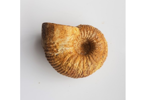 Amonit Macrocephalites z Czatkowic