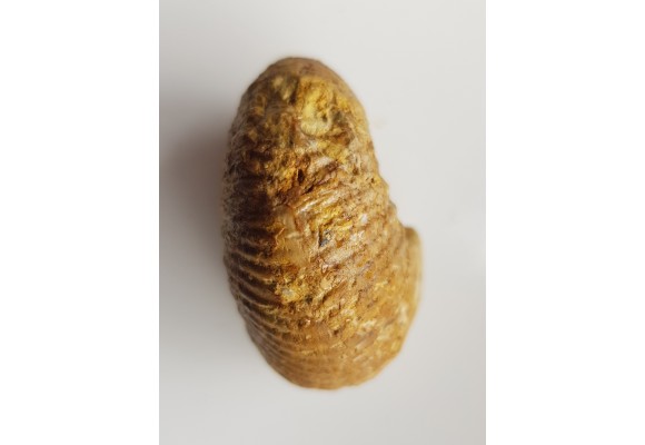 Amonit Macrocephalites z Czatkowic