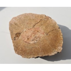 Granit kulisty (orbikularny) z Czarnego k. Jeleniej Góry