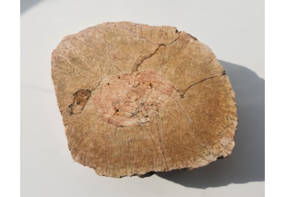 Granit kulisty (orbikularny) z Czarnego k. Jeleniej Góry