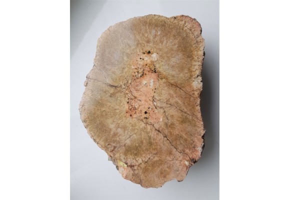 Granit kulisty (orbikularny) z Czarnego k. Jeleniej Góry