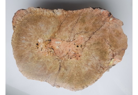 Granit kulisty (orbikularny) z Czarnego k. Jeleniej Góry