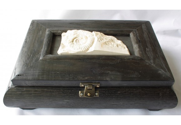 Szkatuła z dębu czarnego (bog oak, Mooreiche) z jurajskim amonitem