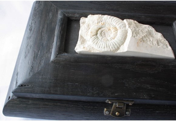 Szkatuła z dębu czarnego (bog oak, Mooreiche) z jurajskim amonitem