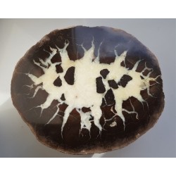 Septaria z Częstochowy