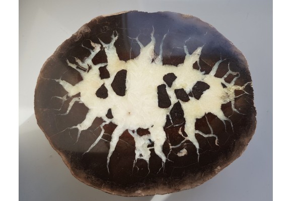 Septaria z Częstochowy