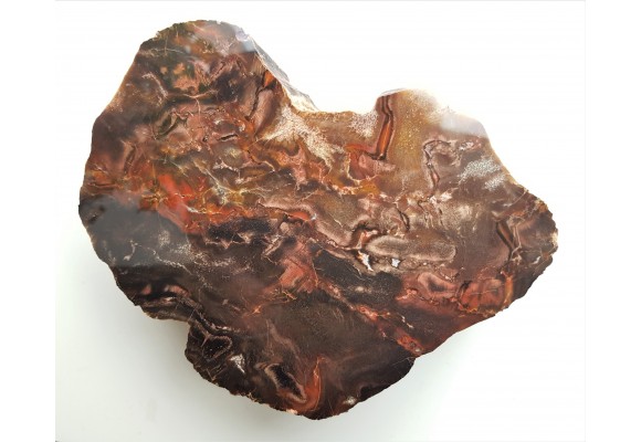 Drewno skrzemieniałe z aluwiów Nysy Kłodzkiej