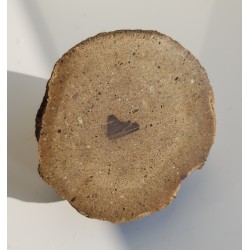 Konkrecja z szarowaki z Młynowa k. Kłodzka