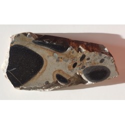 Kwarcyt kambryjski z fosforytami oraz ramienionogami