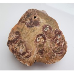 Unikatowy ryolit orbikularny z okolic Kamieńca Ząbkowickiego