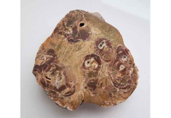 Unikatowy ryolit orbikularny z okolic Kamieńca Ząbkowickiego