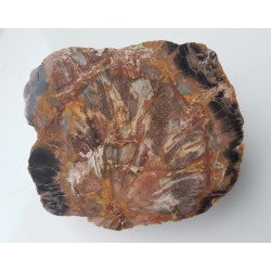 Wyjątkowe drewno skrzemieniałe z aluwiów Nysy Kłodzkiej