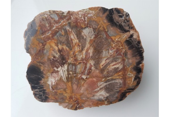 Wyjątkowe drewno skrzemieniałe z aluwiów Nysy Kłodzkiej