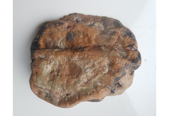 Wyjątkowe drewno skrzemieniałe z aluwiów Nysy Kłodzkiej