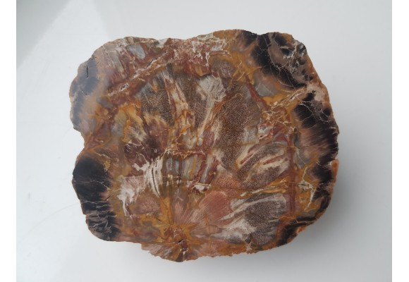 Wyjątkowe drewno skrzemieniałe z aluwiów Nysy Kłodzkiej