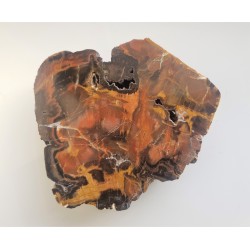 Wyjątkowe drewno skrzemieniałe z aluwiów Nysy Kłodzkiej