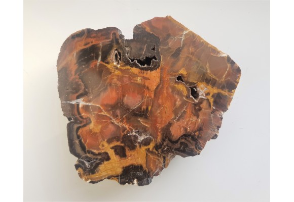 Wyjątkowe drewno skrzemieniałe z aluwiów Nysy Kłodzkiej