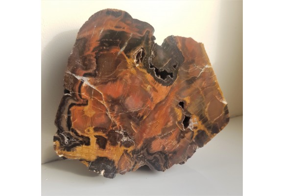 Wyjątkowe drewno skrzemieniałe z aluwiów Nysy Kłodzkiej