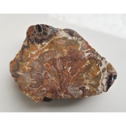 Wyjątkowe drewno skrzemieniałe z aluwiów Nysy Kłodzkiej