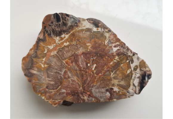 Wyjątkowe drewno skrzemieniałe z aluwiów Nysy Kłodzkiej