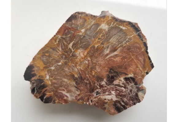 Wyjątkowe drewno skrzemieniałe z aluwiów Nysy Kłodzkiej