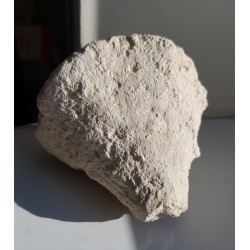 Pięknie zachowana gąbka o wyrazistych kształtach z Raciszyna