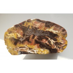 Wyjątkowe drewno skrzemieniałe z aluwiów Nysy Kłodzkiej