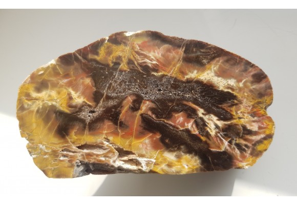 Wyjątkowe drewno skrzemieniałe z aluwiów Nysy Kłodzkiej