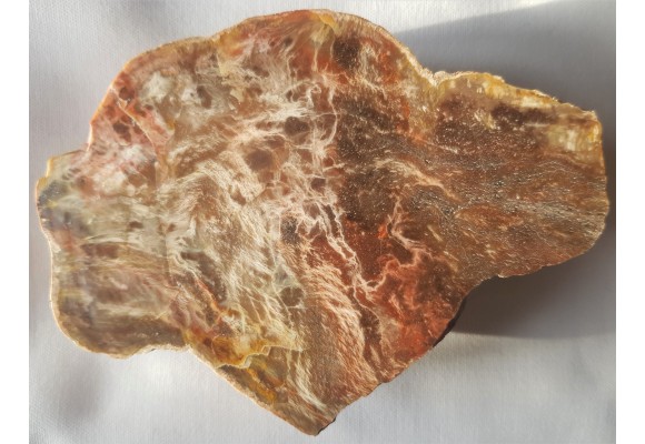 Agathoxylon z aluwiów Nysy Kłodzkiej