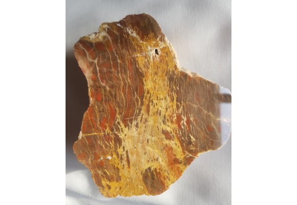 Agathoxylon z aluwiów Nysy Kłodzkiej