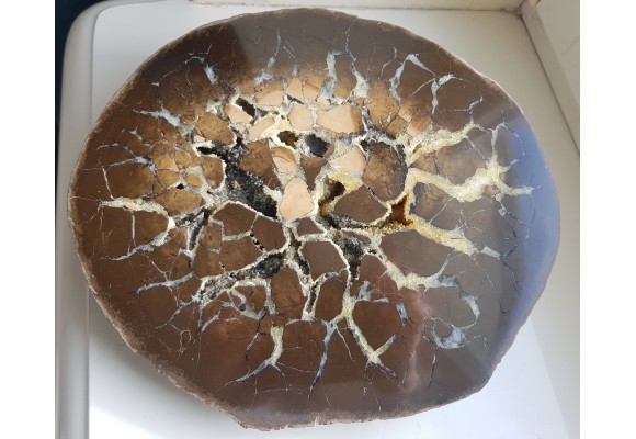 Okazały sferosyderyt, septaria z Częstochowy