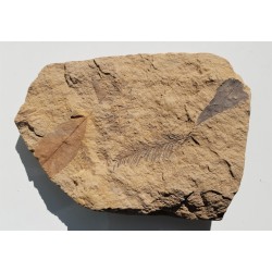 Mioceńska skamieniała flora