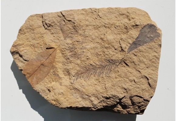 Mioceńska skamieniała flora